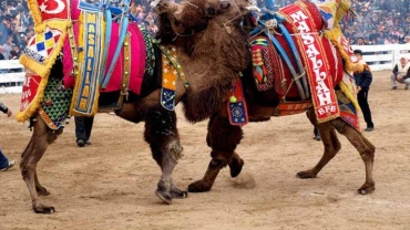 Have you heard of Camel Wrestling, check how popular it is in Turkey !