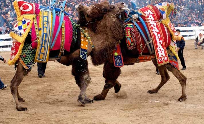 Have you heard of Camel Wrestling, check how popular it is in Turkey !