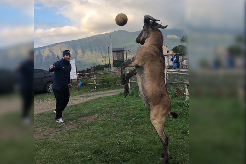 Social Room: GOAT vs Goat at training camp in Russia, watch video